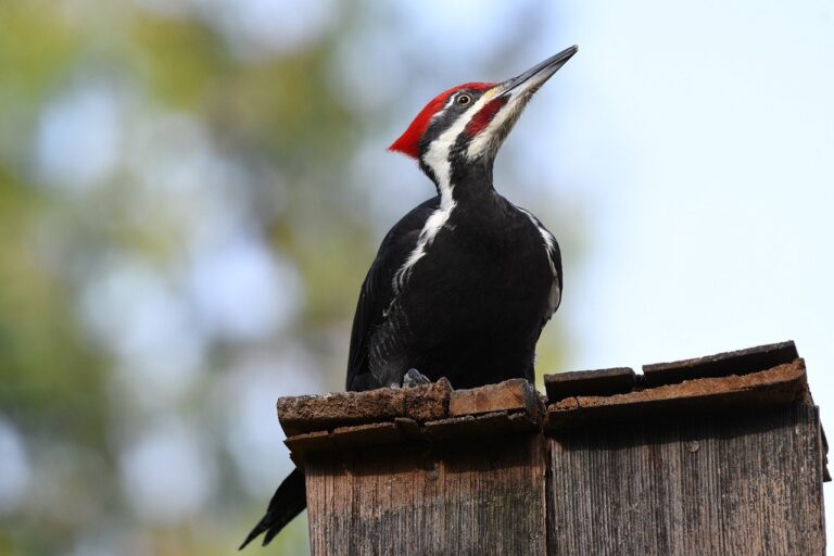 bird, woodpecker, pileated woodpecker