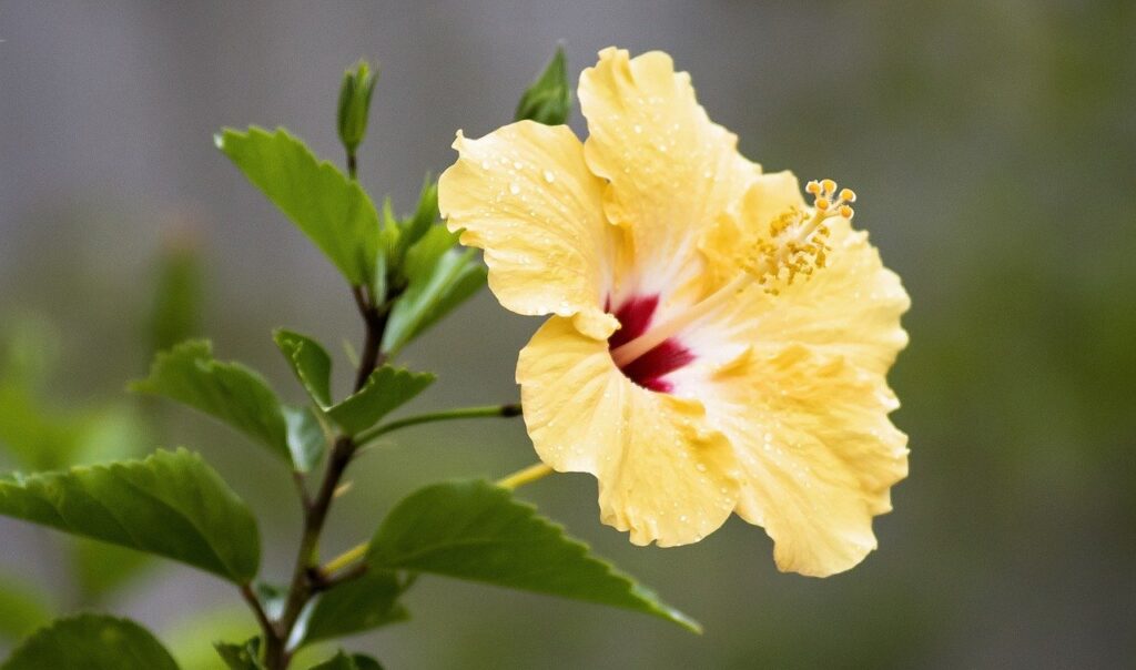 hibiscus, tropical, flower