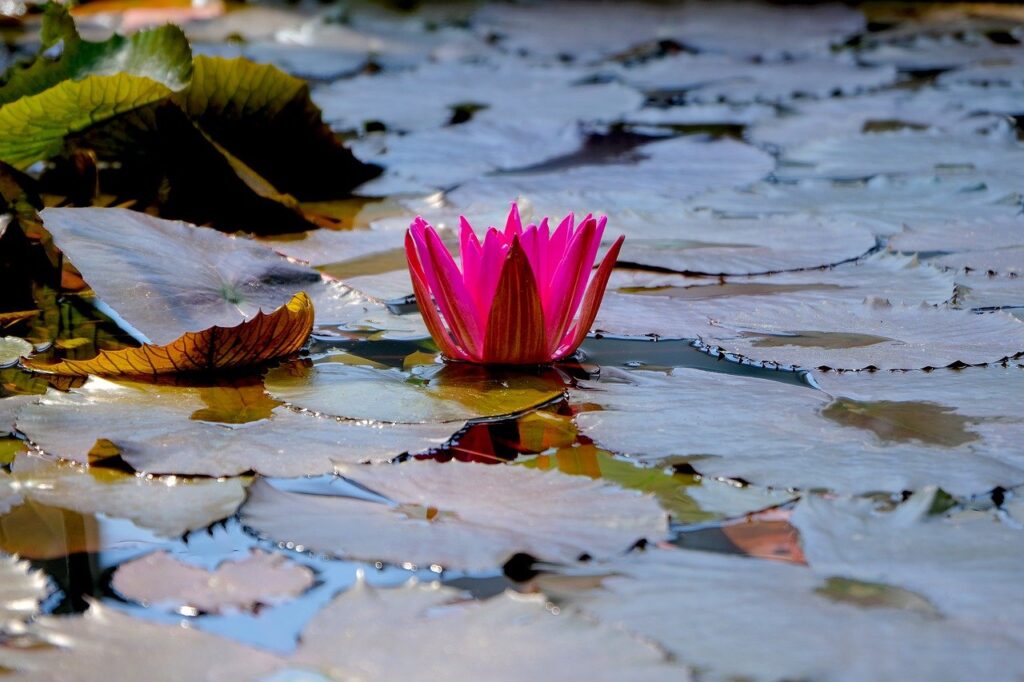 water lily, lotus flower, lily pads