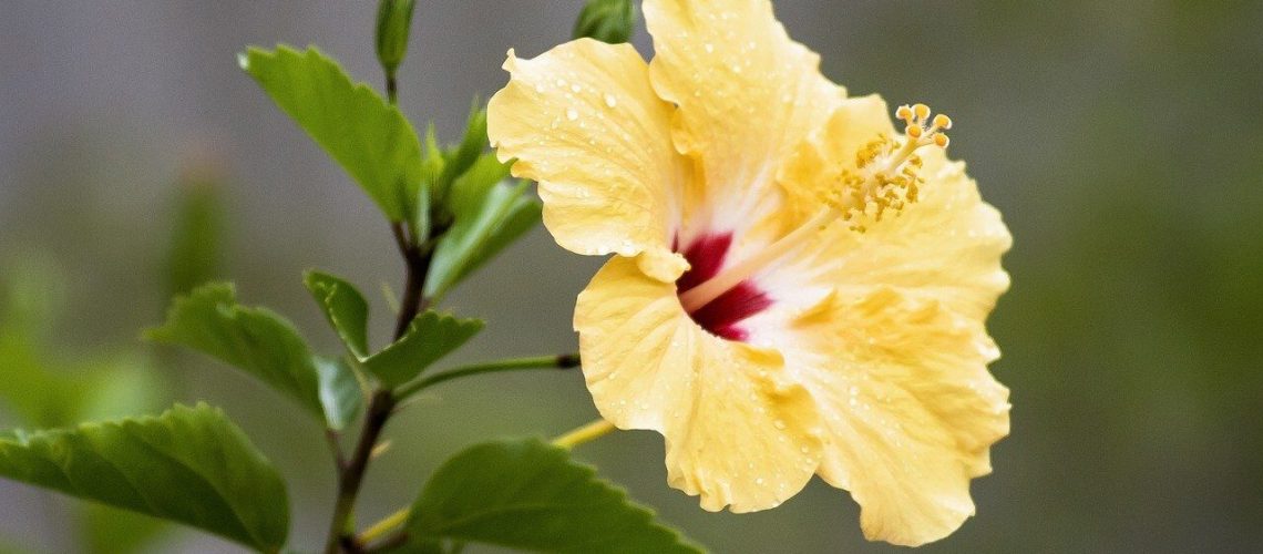 hibiscus, tropical, flower