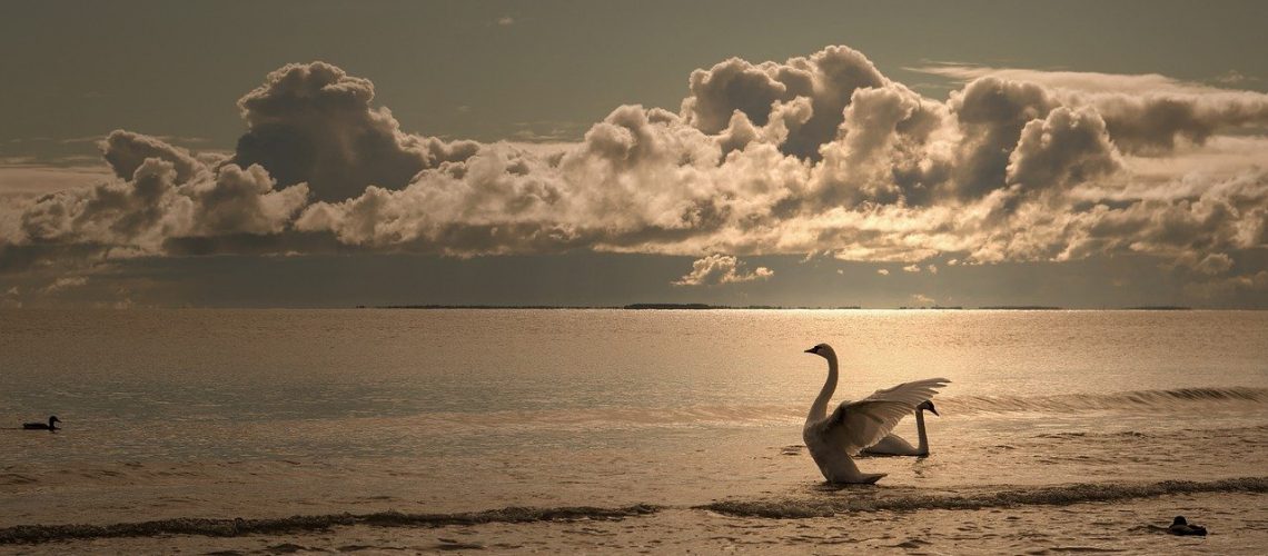 swan, bird, sea