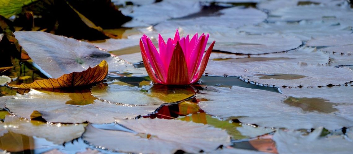 water lily, lotus flower, lily pads